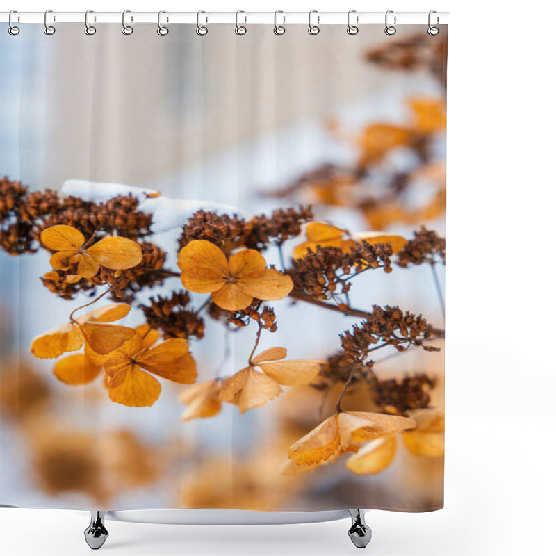 Personality  Dried Hydrangea Flowers Display Warm Orange And Brown Hues, Lightly Dusted With Snow. A Blurred Neutral Toned Background Adds Depth To The Scene. Shower Curtains