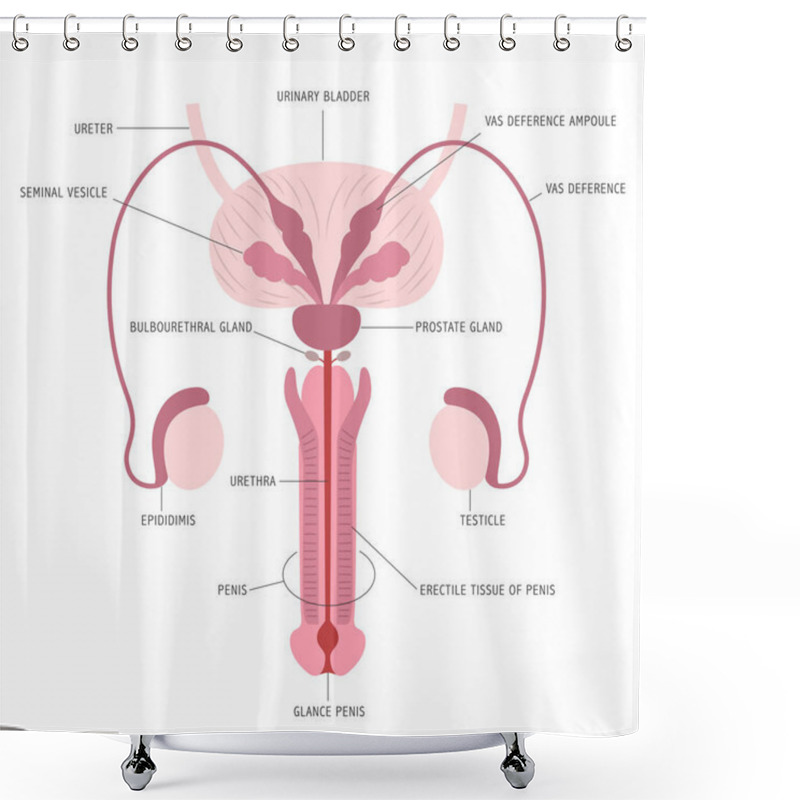 Personality  Infographic Of The Anatomy Of Male Reproductive Organs On White Background With Captions. Vector Illustration Shower Curtains