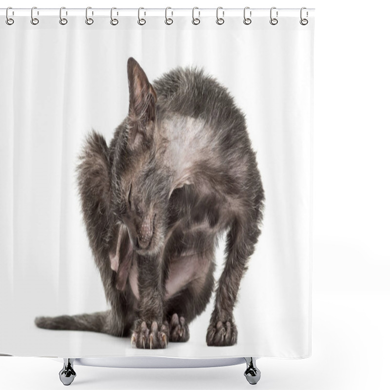 Personality  Kitten Lykoi Cat, 3 Months Old, Also Called The Werewolf Cat Scr Shower Curtains