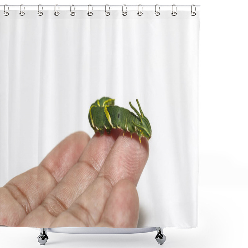 Personality  Caterpillar Of Common Nawab Butterfly ( Polyura Athamas ) In 5th Stage On Human Finger With White Background Shower Curtains