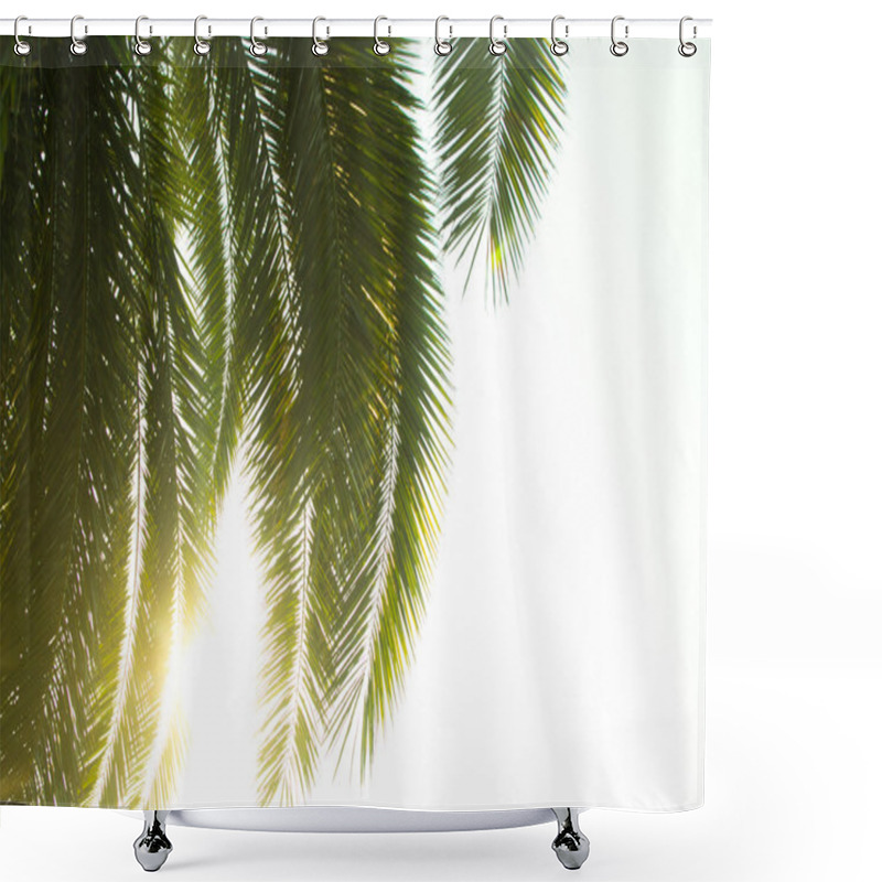 Personality  Palm Tree Top View Shower Curtains