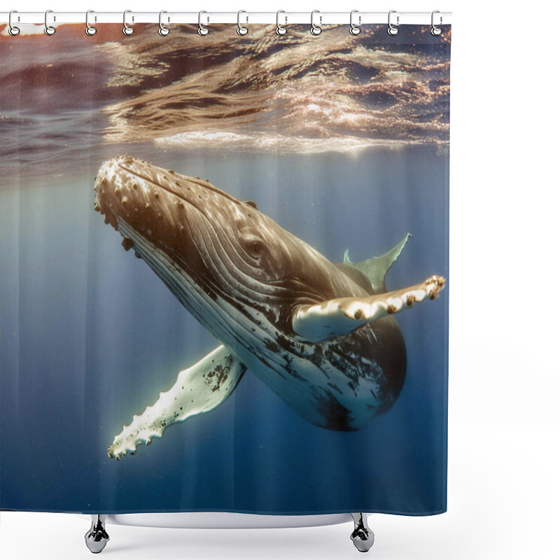 Personality  Whale. Whale Under The Water Of The Sea And The Ocean. World Whale Day. 23 July. A Baby Humpback Whale Plays Near The Surface In Blue Water. Humpback Whale Shower Curtains