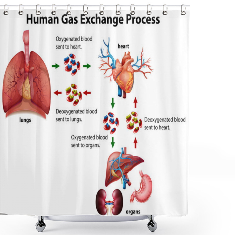 Personality  Human Gas Exchange Process Diagram Shower Curtains