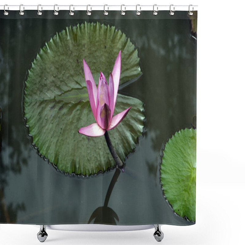 Personality  Lotus. Water Lily Of Borneo. Shower Curtains