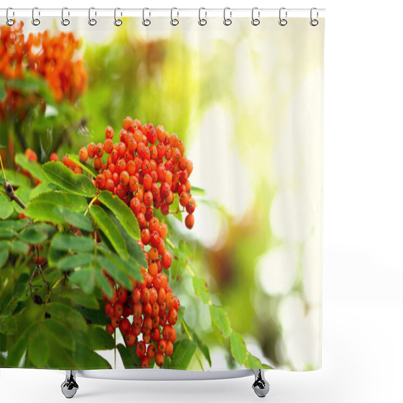 Personality  Rowan Berries In Sunlight Shower Curtains