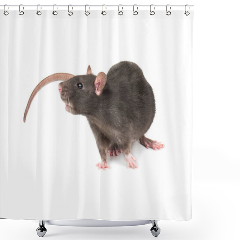 Personality  Beautiful Gray Rat Isolated On White Background Shower Curtains