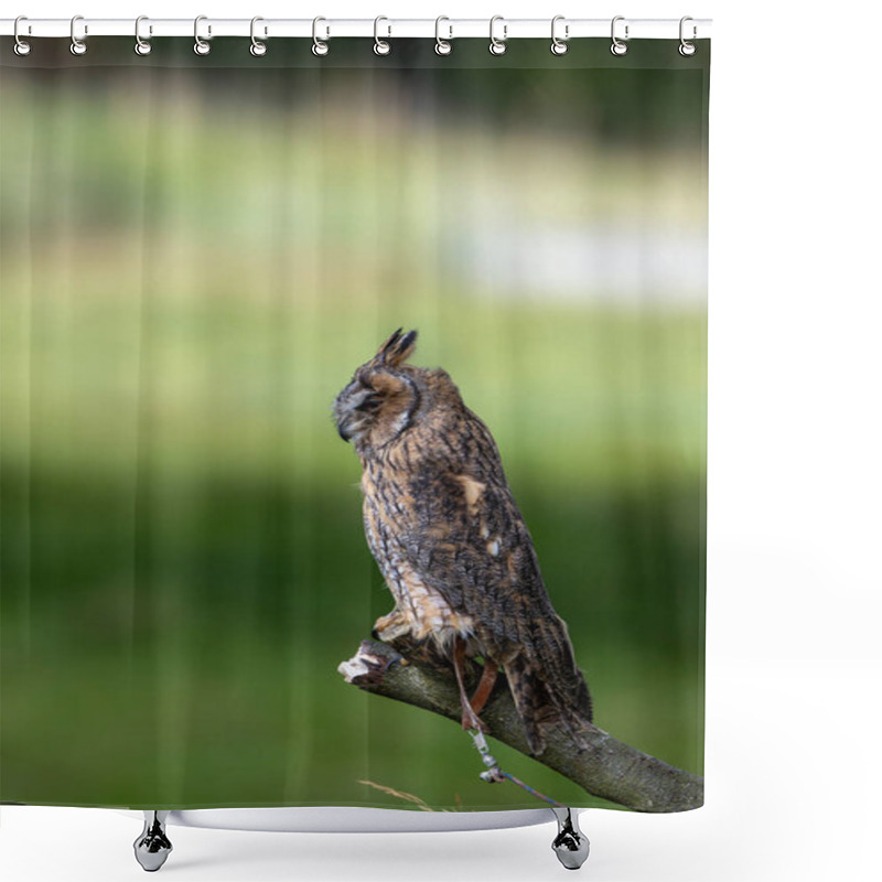 Personality  The Long-eared Owl, Asio Otus, Preys On Small Mammals And Birds. Shower Curtains