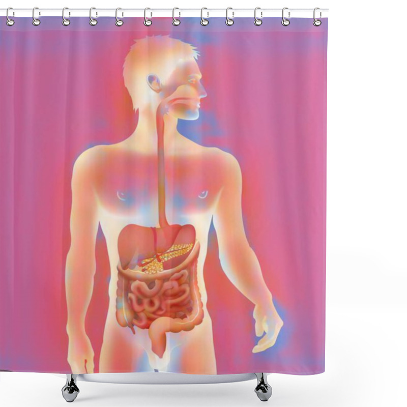 Personality  Digestive System Human Anatomy Illustration      Shower Curtains