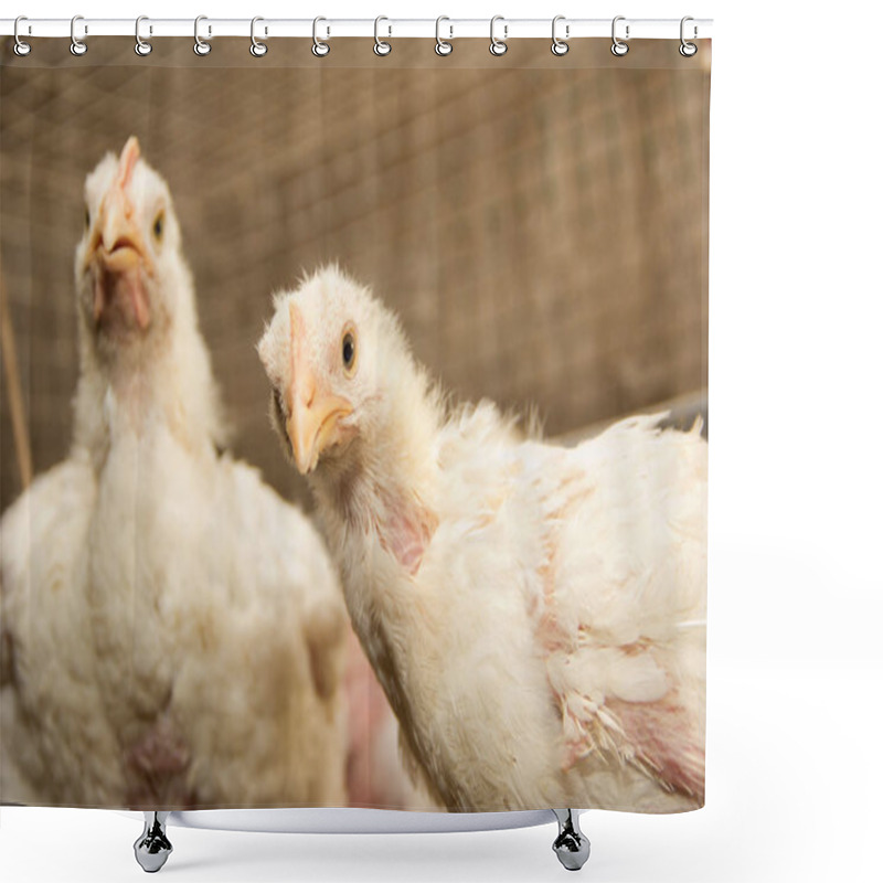 Personality  White Chickens In A Cage At The Poultry Farm.Industrial Production Of Meat And Eggs Shower Curtains