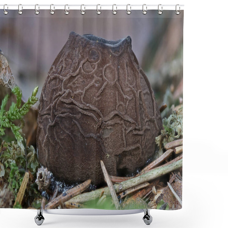 Personality  Sarcosoma Globosum, Or Witches Cauldron, Is A Rare Endangered Species Of Fungus In The Family Sarcosomataceae Shower Curtains