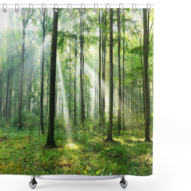 Personality  Beautiful Morning Sunbeams In Misty Forest Shower Curtains