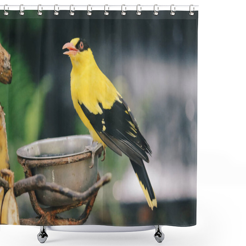 Personality  Black Naped Oriole (Oriolus Chinensis) Or Single Yellow Bird Perched On A Tree Branch. Shower Curtains