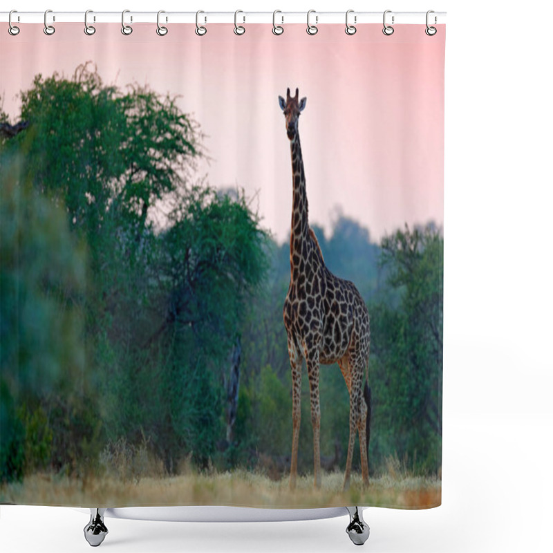 Personality  Giraffe And Orange Light In The Forest, Okavango, Botswana, Africa. Giraffe And Morning Sunrise. Green Vegetation With Animal Portrait. Wildlife Scene From Nature. Shower Curtains