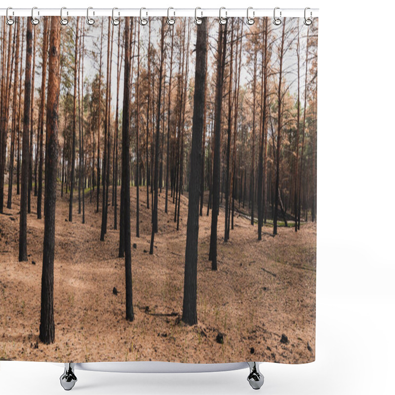 Personality  Old And Tall Tree Trunks In Summer Forest  Shower Curtains