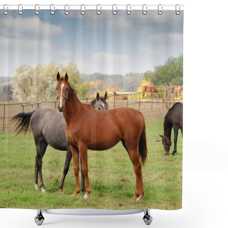 Personality  Horse Farm Scene Shower Curtains