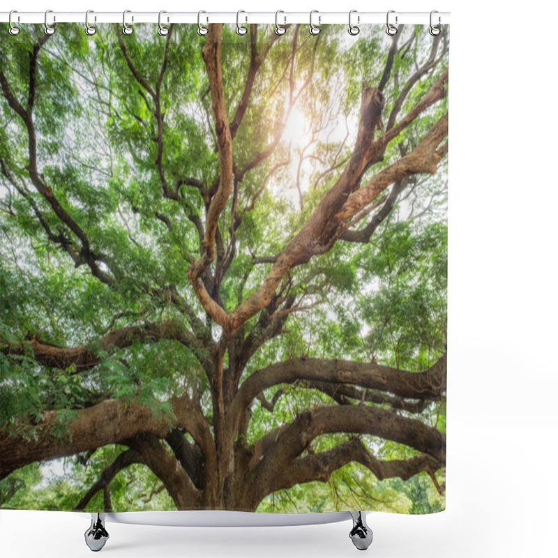 Personality  Big Rain Tree Shady With Sunlight Shower Curtains