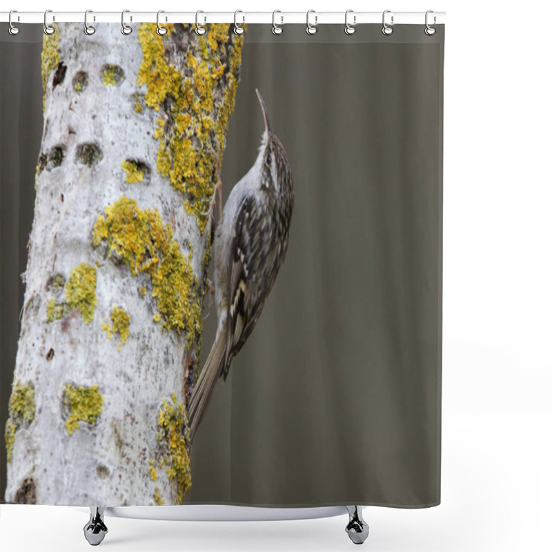 Personality  Short-toed Treecreeper. Certhia Brachydactyla Shower Curtains