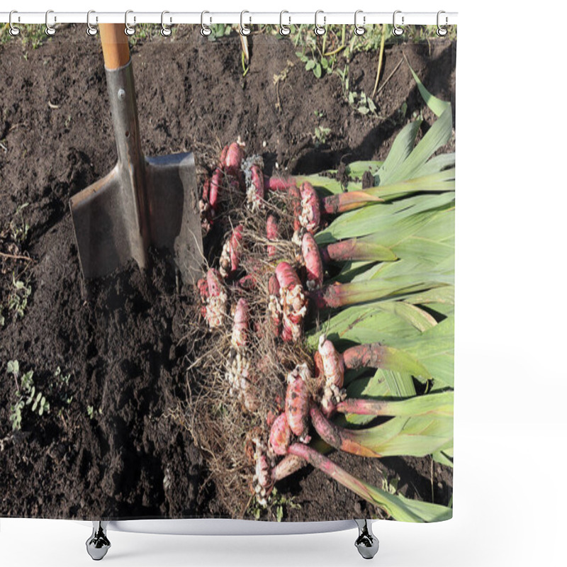 Personality  The Process Of Digging The Bulbs Of Gladioli With An Iron Shovel. Autumn Garden Work Shower Curtains