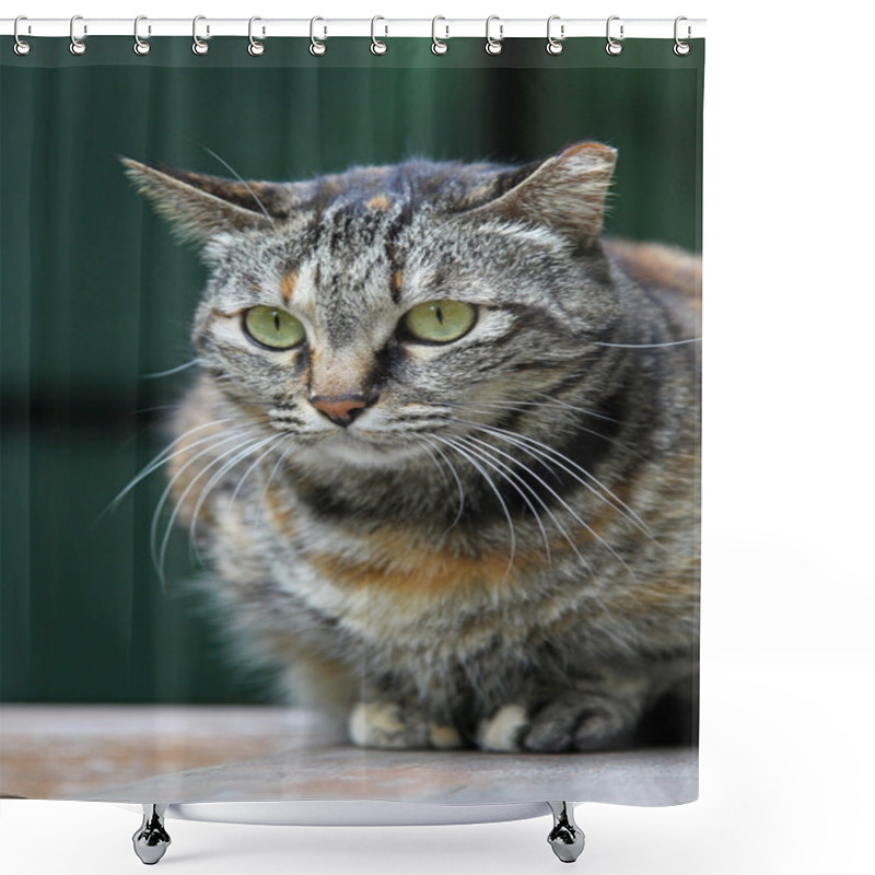 Personality  A Cat Portrait Shower Curtains