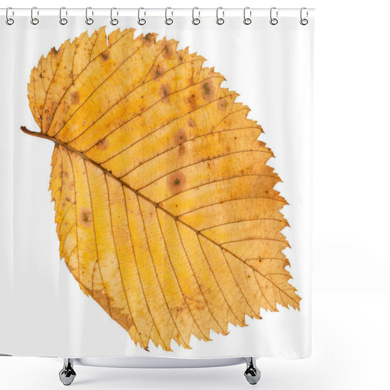 Personality  Back Side Of Fallen Leaf Of Elm Tree Isolated On White Background Shower Curtains