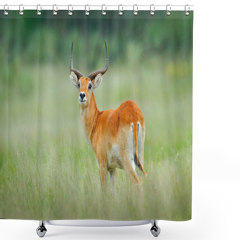 Personality  Kobus Vardonii, Puku, Animal Walking In The Water During Hot Day With Blue Sky. Forest Mammal In The Habitat, Okavango, Botswana. Wildlife Scene With Deer From African. Nature. Rare Antelope. Shower Curtains