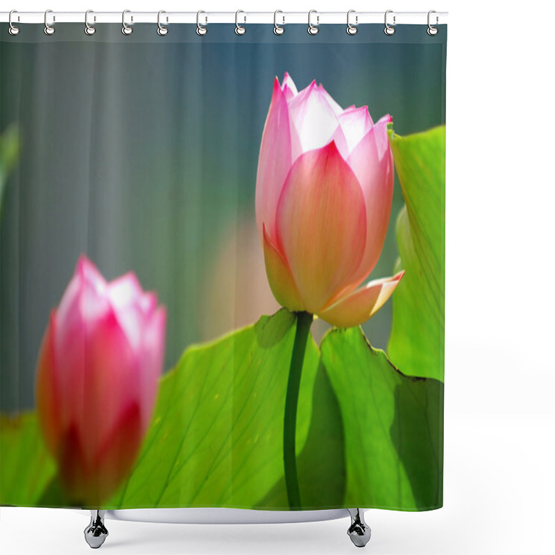 Personality  Lotus Flowers Under Sun Light Shower Curtains