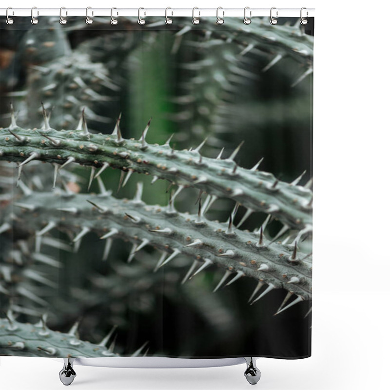 Personality  Close Up View Of Sharp Green Textured Cacti Leaves  Shower Curtains