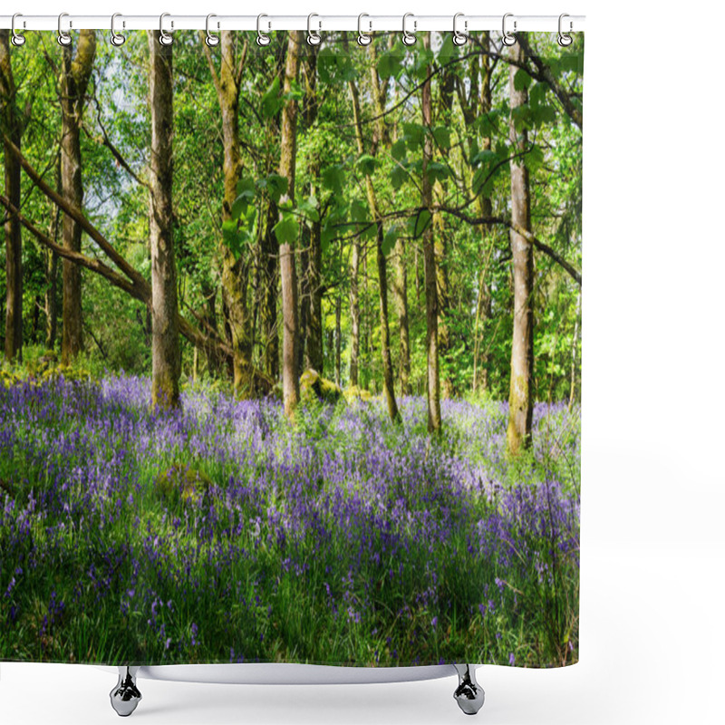 Personality  Forest In Springtime With Common English Bluebells Hyacinthoides Non-scripta Covering The Forest Floor Shower Curtains