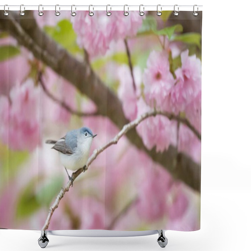 Personality  A Small Gray And White Bird Perched On A Branch Among Pink Cherry Blossoms. Shower Curtains