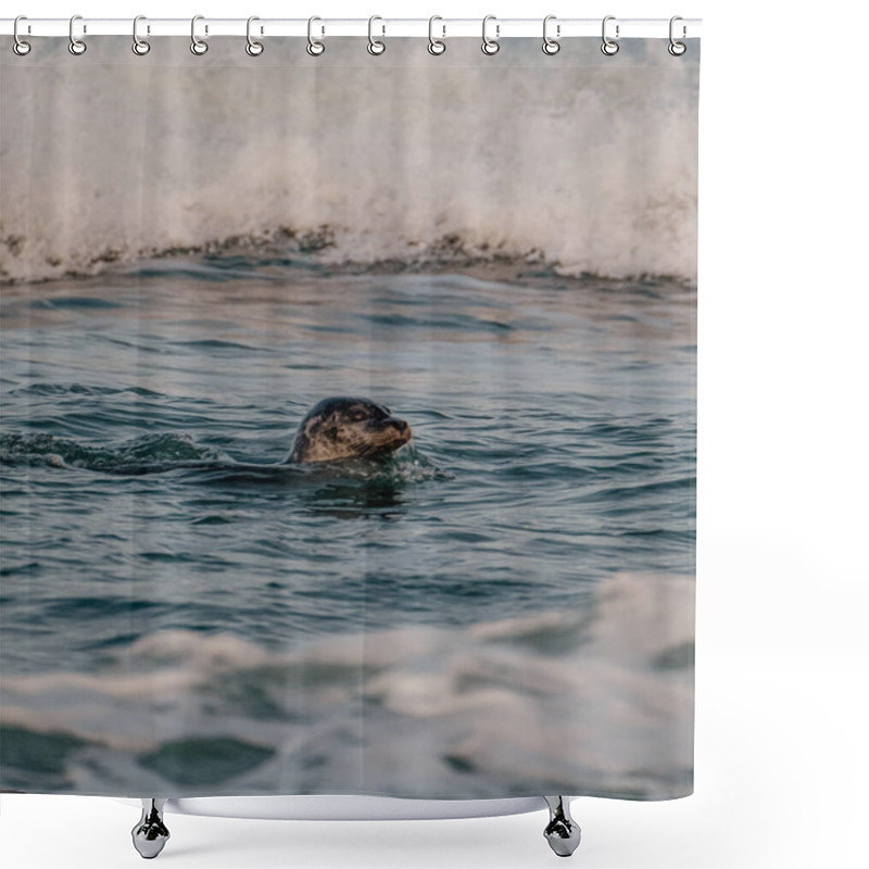 Personality  A Harbor Seal Swimming In The Dynamic Glacial Waters Of Jokusarlon, Southeast Iceland, Surrounded By Waves. Shower Curtains