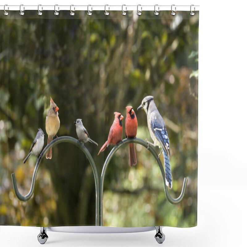 Personality  Bird Diversity Meeting Shower Curtains