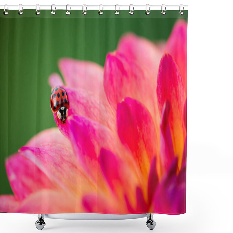 Personality  Asian Lady Beetle On Beautiful Pink And Yellow Dahlia Flower Shower Curtains