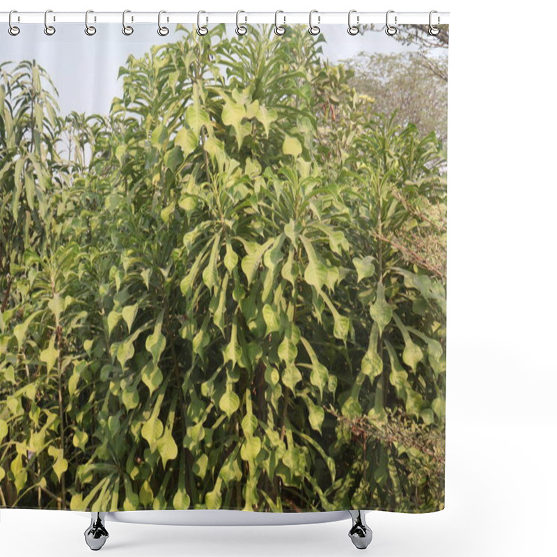 Personality  Plumeria Pudica Flower Plant On Nursery For Sell Are Cash Crops. Have Anti-allergic, Laxative, Carminative, Cytotoxic, Anti-microbial, Anti-inflammatory, Antiulcer, Anti-leprosy, Diuretic,anti-ascites Shower Curtains