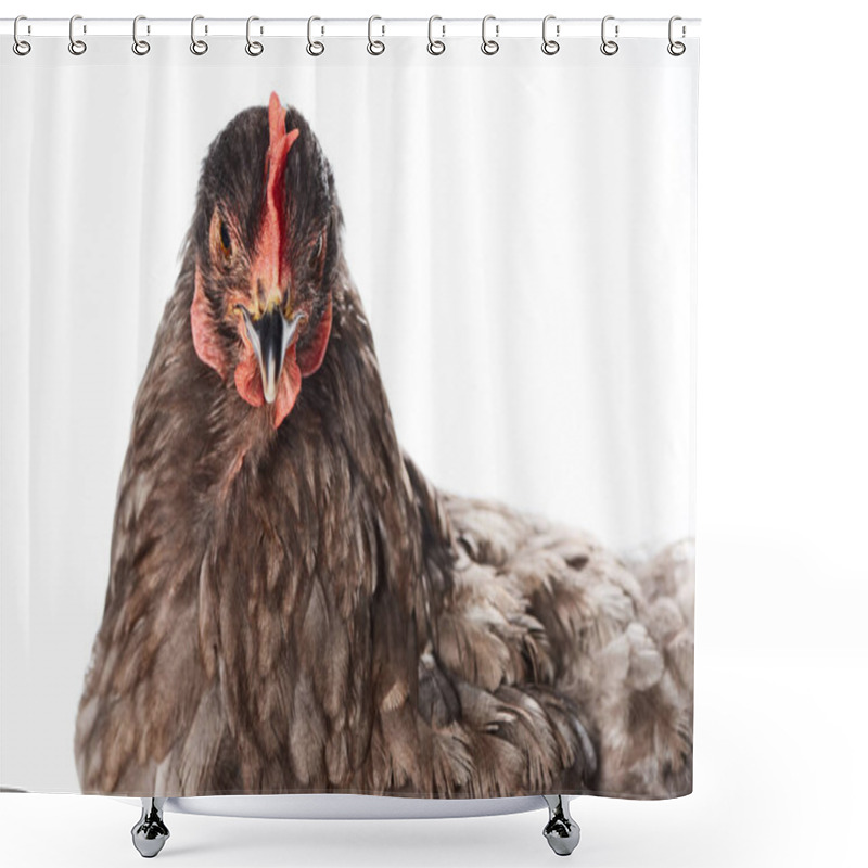 Personality  Close Up Of Brown Chicken Isolated On White Shower Curtains