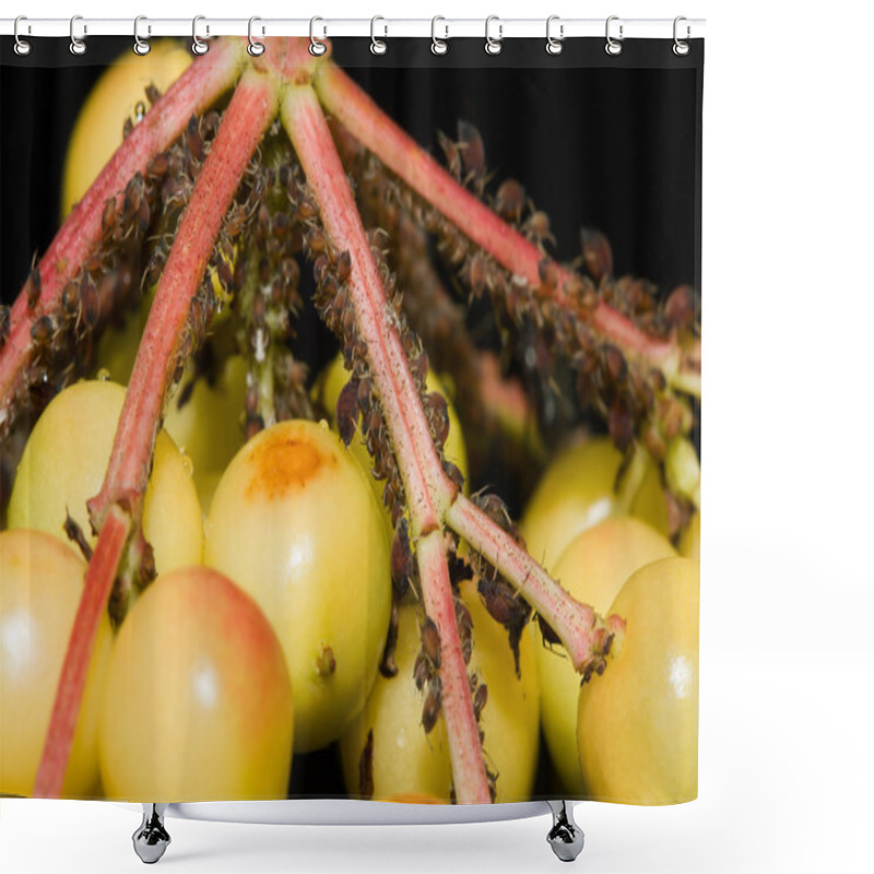 Personality  Aphid Adults And Nymphs On A Plant Shower Curtains