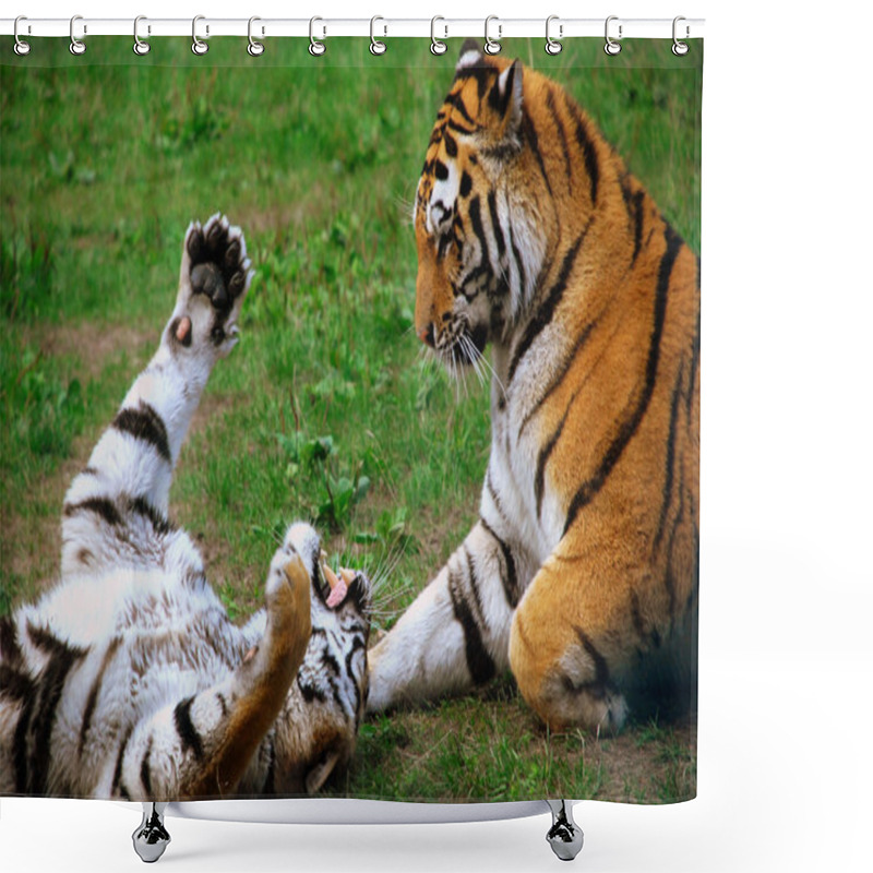 Personality  Tigers In Romantic To Pose , In Their Natural Ambience Shower Curtains