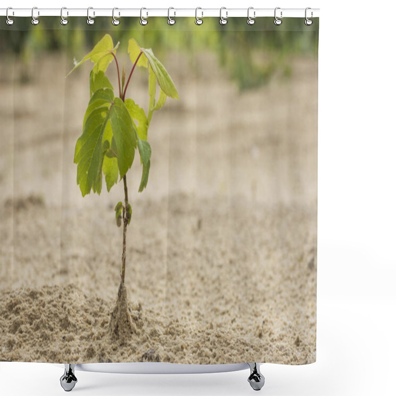 Personality  Afforestation. Young Tree Planted Regrowth On Plot With Sandy Soil. Shower Curtains