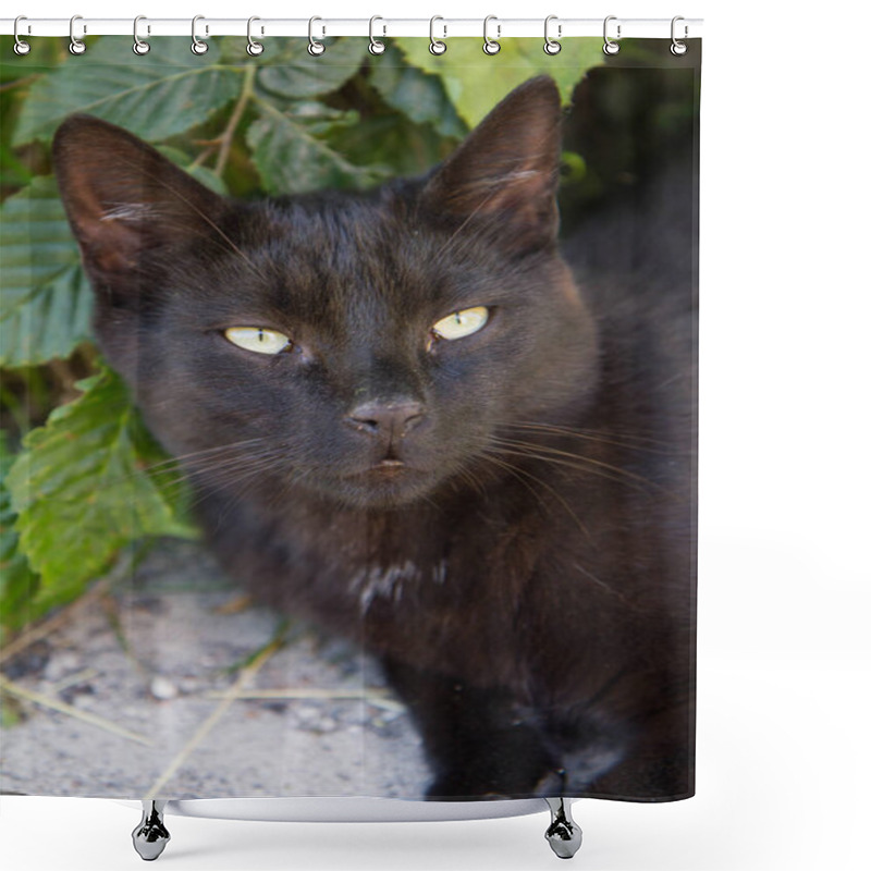 Personality  Black Cat Resting Among Plants In A Garden Shower Curtains