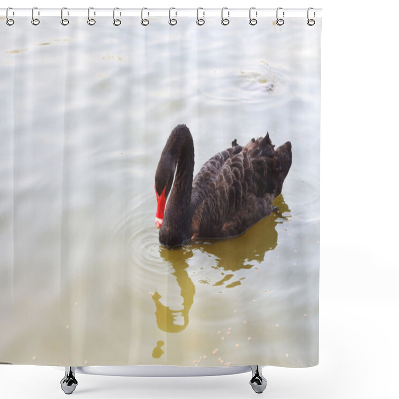 Personality  Swimming A Black Swan. Shower Curtains