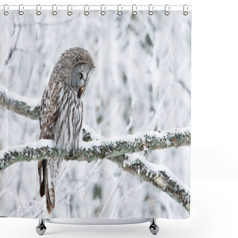 Personality  Close-up Of A Perching Great Grey Owl In Finland, Winter Shower Curtains