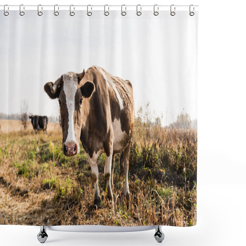 Personality  Selective Focus Of Cow Looking At Camera While Standing In Field  Shower Curtains