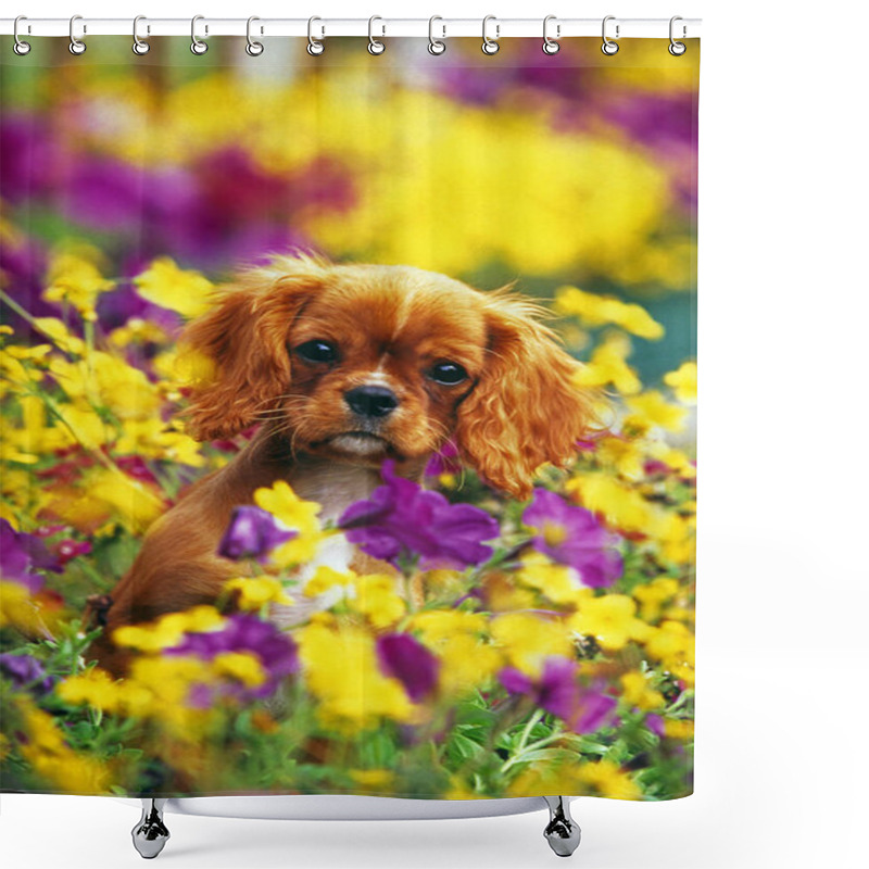 Personality  Cavalier King Charles Spaniel Dog, Puppy With Flowers   Shower Curtains