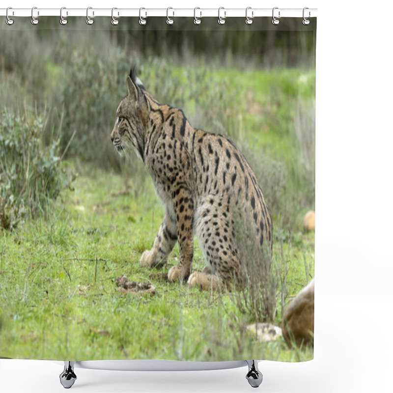 Personality  Young Male Iberian Lynx Hunting Rabbits In A Mediterranean Forest At The First Light Of A Cold Autumn Day Shower Curtains