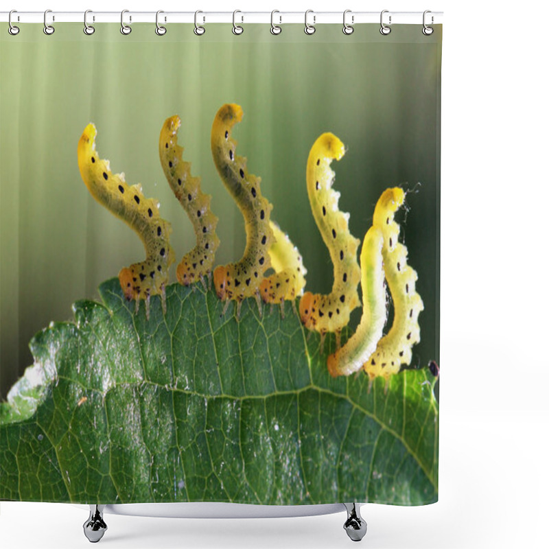 Personality  Pest Caterpillar Silk Hyponomeuta Malinella Shower Curtains