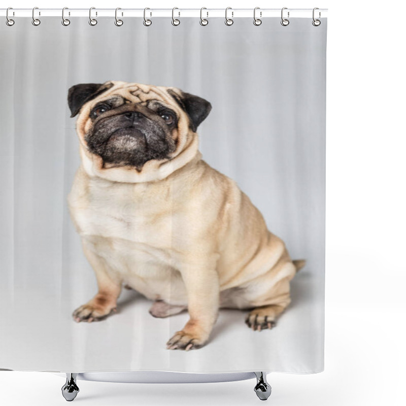 Personality  Cute Pug Dog Shower Curtains