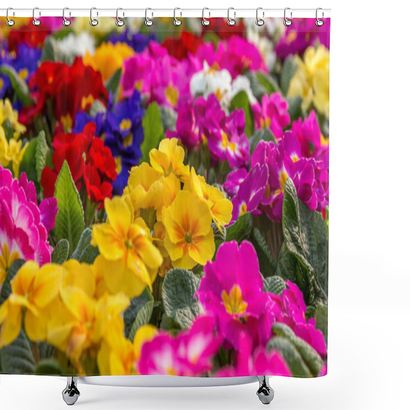 Personality  Beautiful Primrose Flowers. Shower Curtains