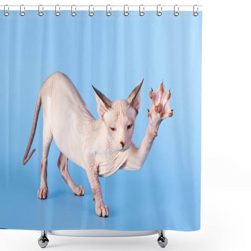 Personality  Young Canadian Sphinx Cat Shower Curtains