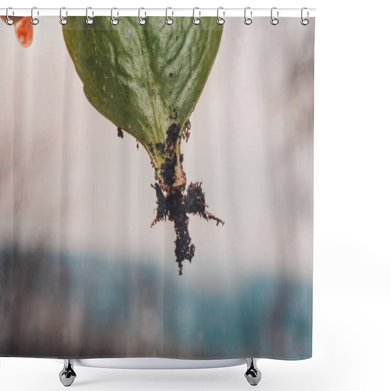 Personality  One Leaf Of A Violet Where Closeup Of Roots, Reproduction Is Visible. Shower Curtains