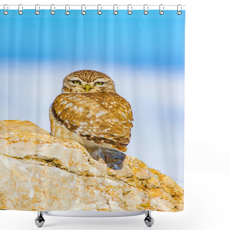 Personality  Winter And Owl. Little Owl. Athene Noctua. Nature Background. Shower Curtains