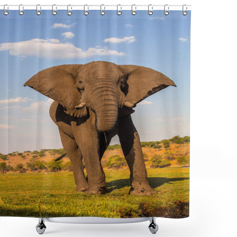 Personality  Male African Elephant, Loxodonta Africana, Chobe National Park, Botswana Shower Curtains